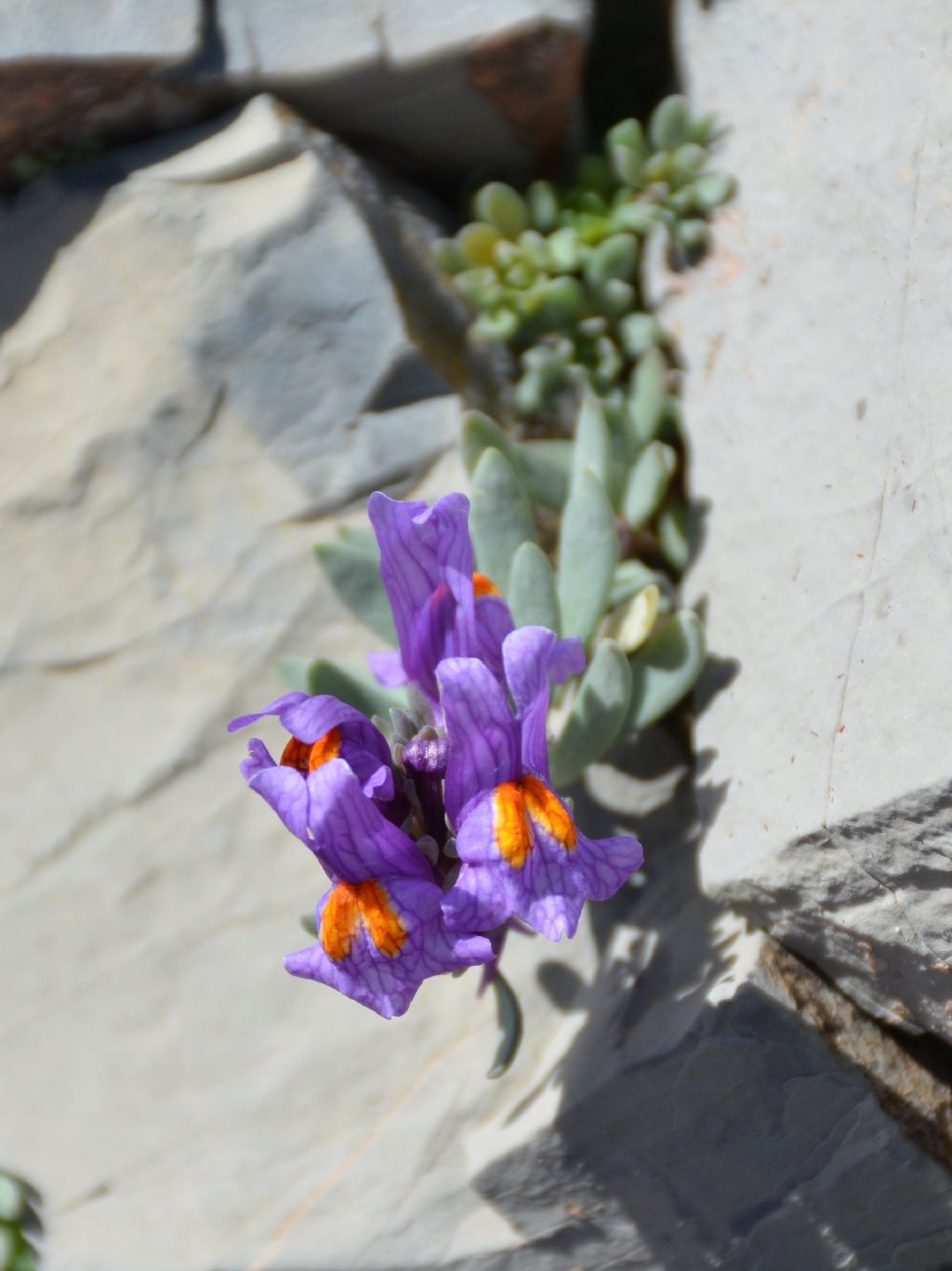 Linaria alpina